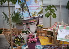 Dummen also released a whole new serie called the Margarita Double Serie. For now it contains three colours; Pink, White and Yellow.